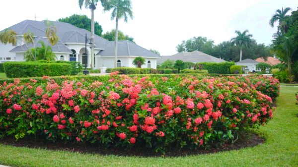 Ixora Nora Grant - Image 3