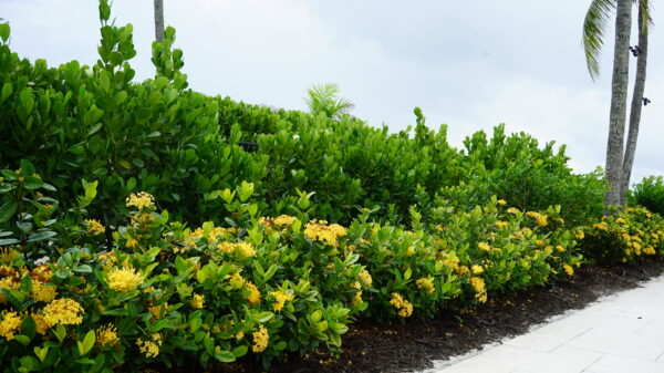 Ixora Maui - Image 2