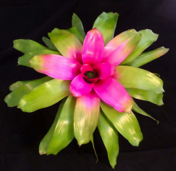 Donna Bromeliads