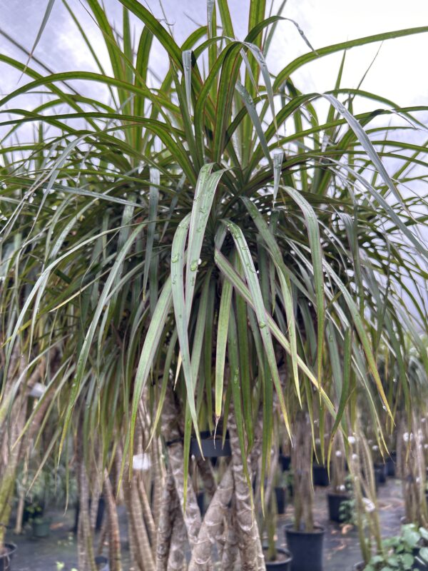 Dracaena Marginata Braided - Image 3