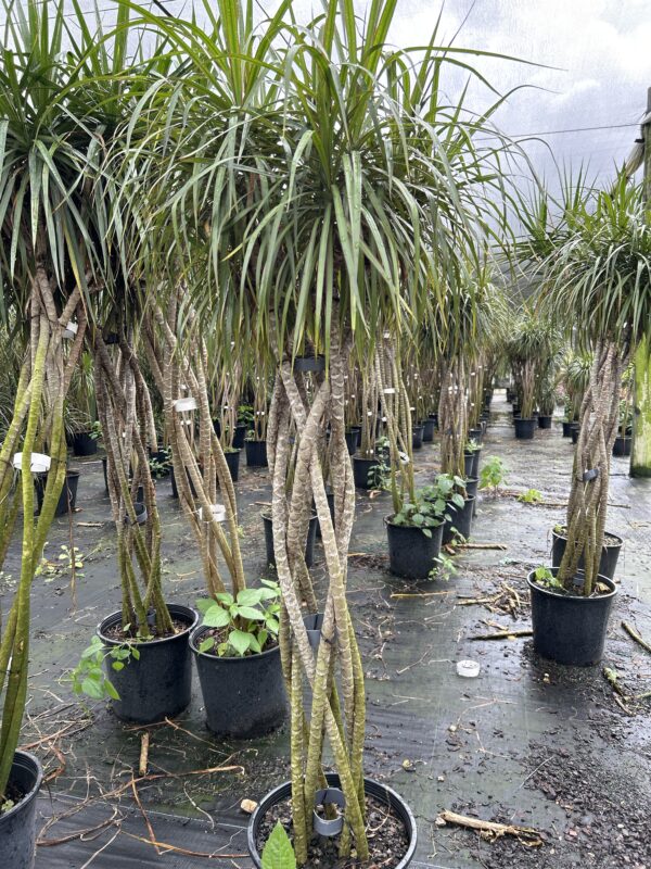Dracaena Marginata Braided - Image 4