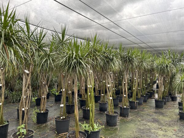 Dracaena Marginata Braided