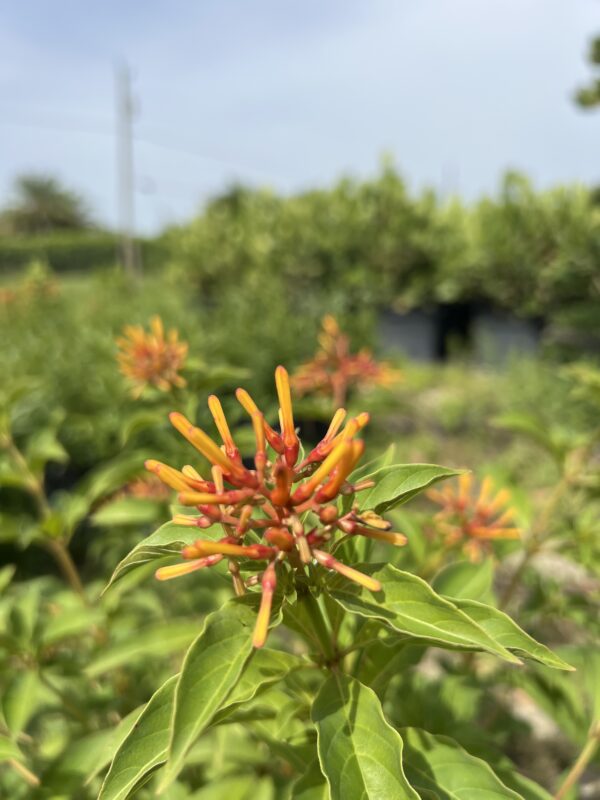 Fire Bush
