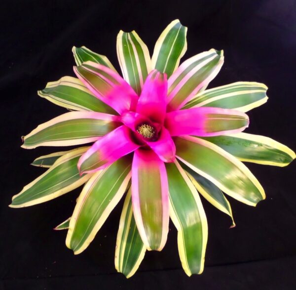 Franca Bromeliads