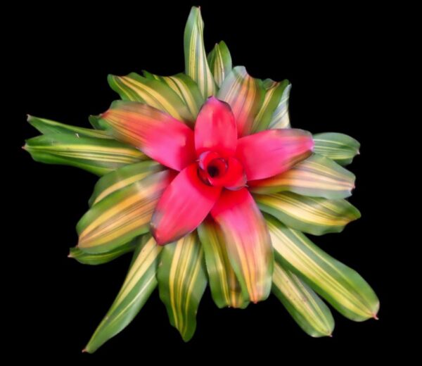 Freddy Bromeliads