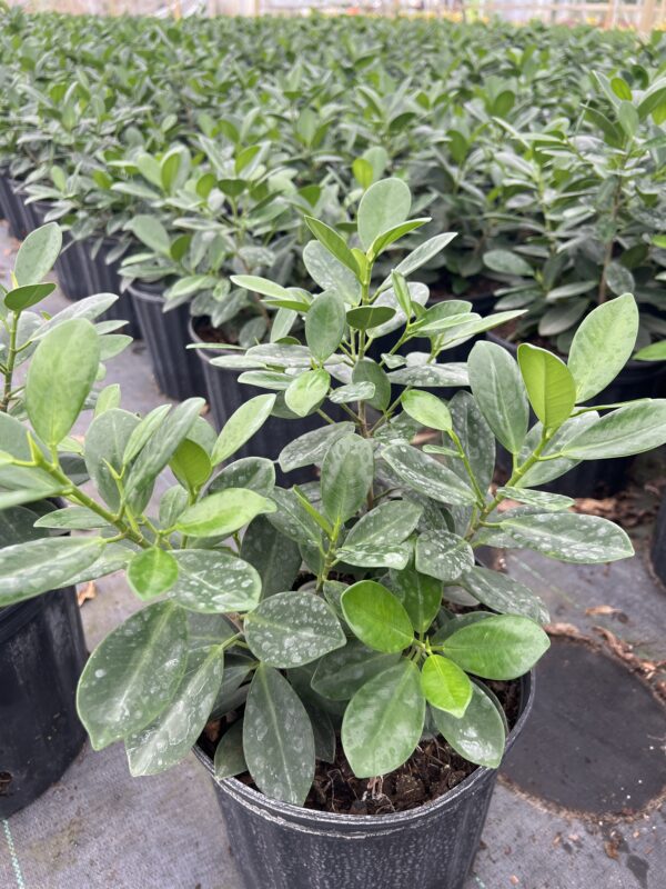 Green Island Ficus