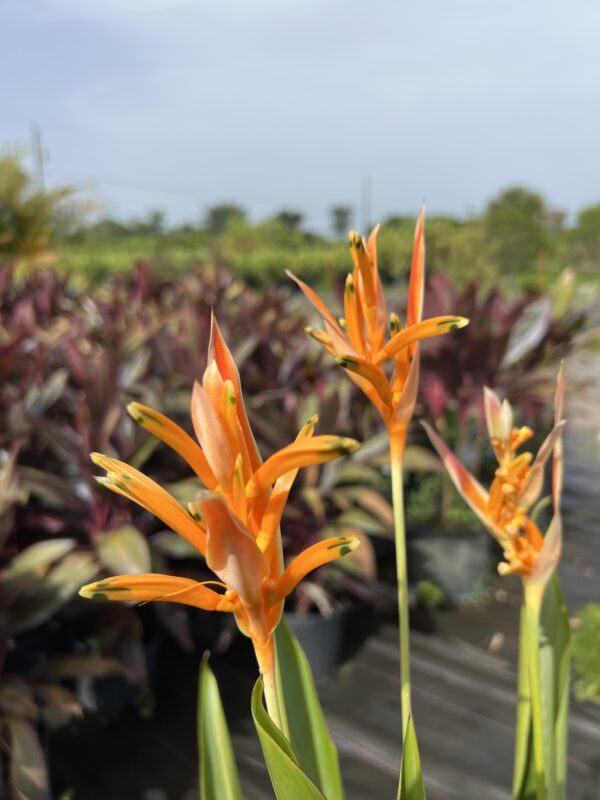Orange Heliconia