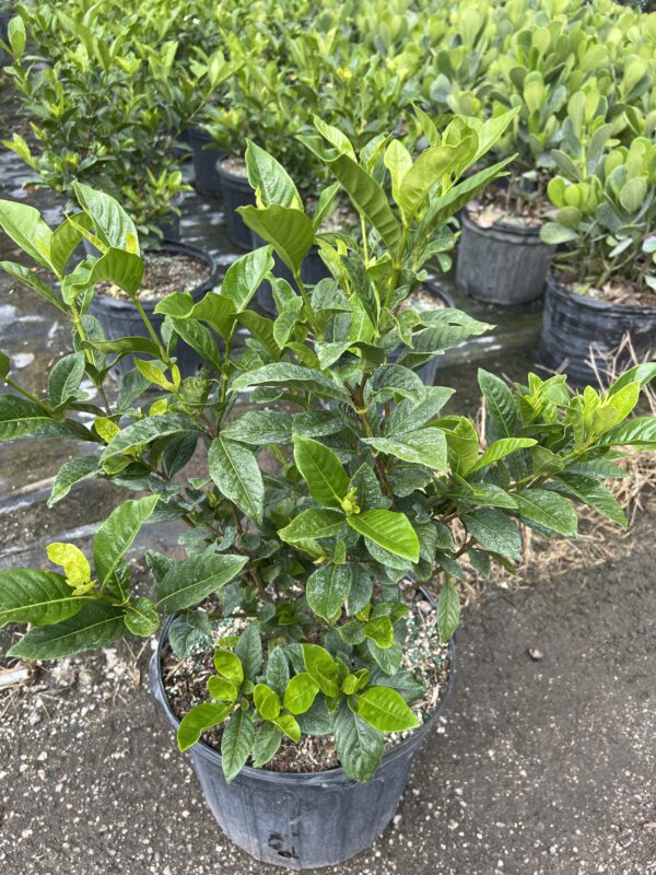 Gardenia Bush