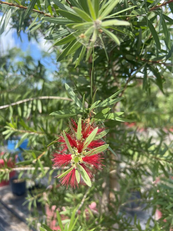 Bottle Brush Tree - Image 2