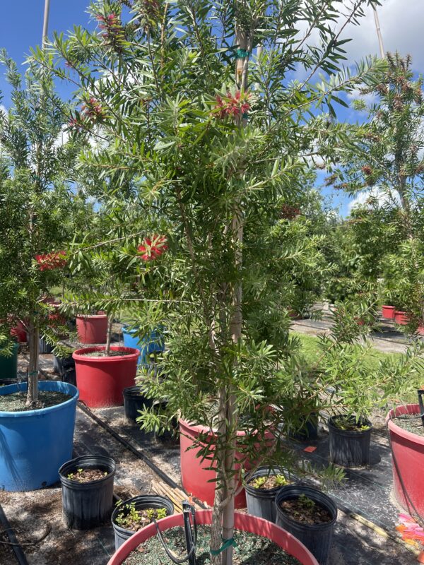 Bottle Brush Tree