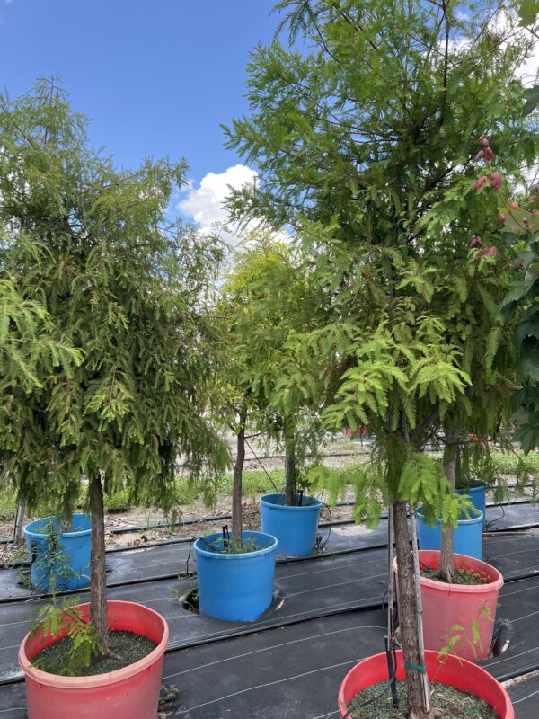 Bald Cypress - Image 2