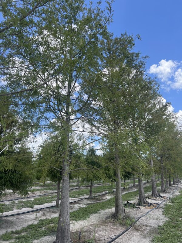 Bald Cypress