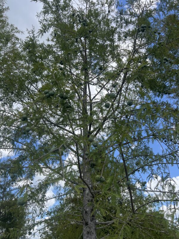 Bald Cypress - Image 3