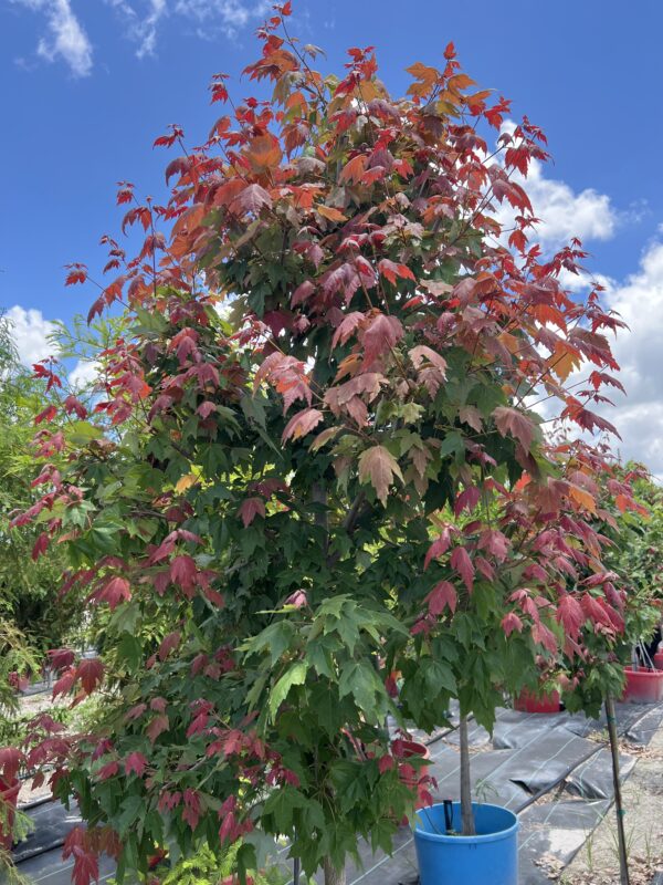 Florida Red Maples