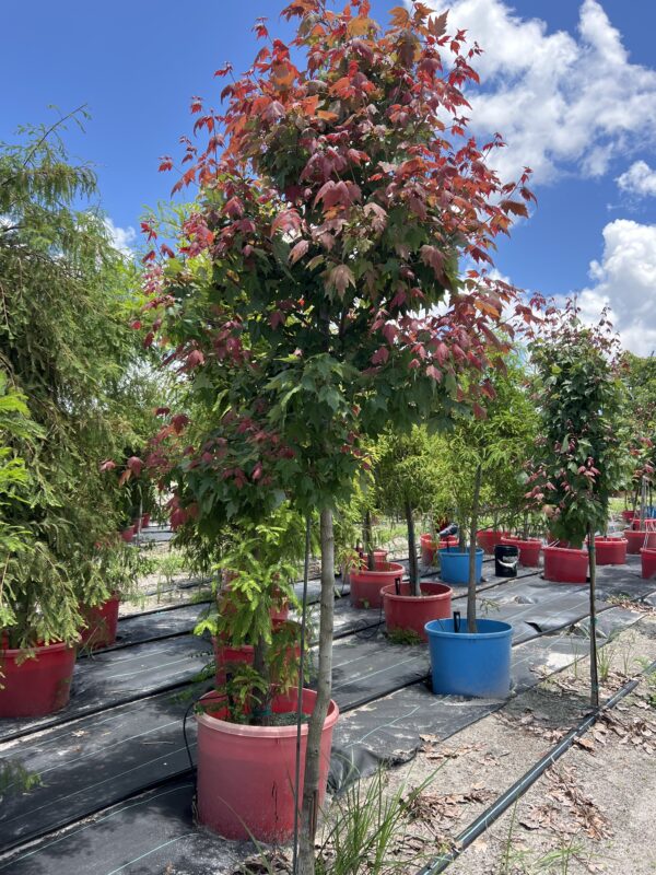 Florida Red Maples - Image 5