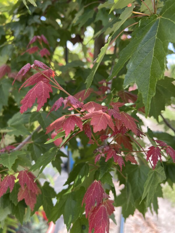 Florida Red Maples - Image 3