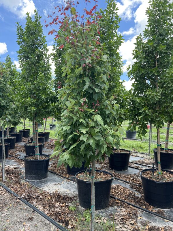 Florida Red Maples - Image 2