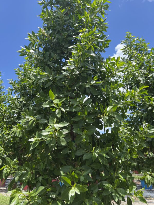Green Button Wood Tree