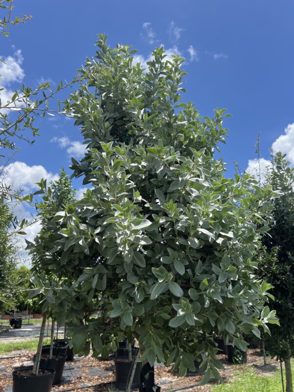 Silver Button Wood Tree