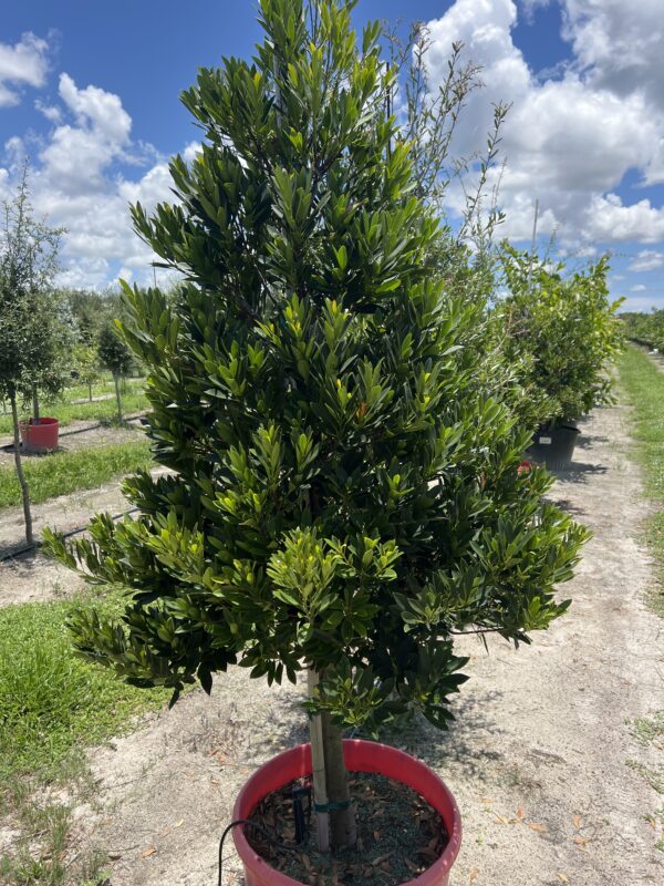Japanese Blue Berry Tree