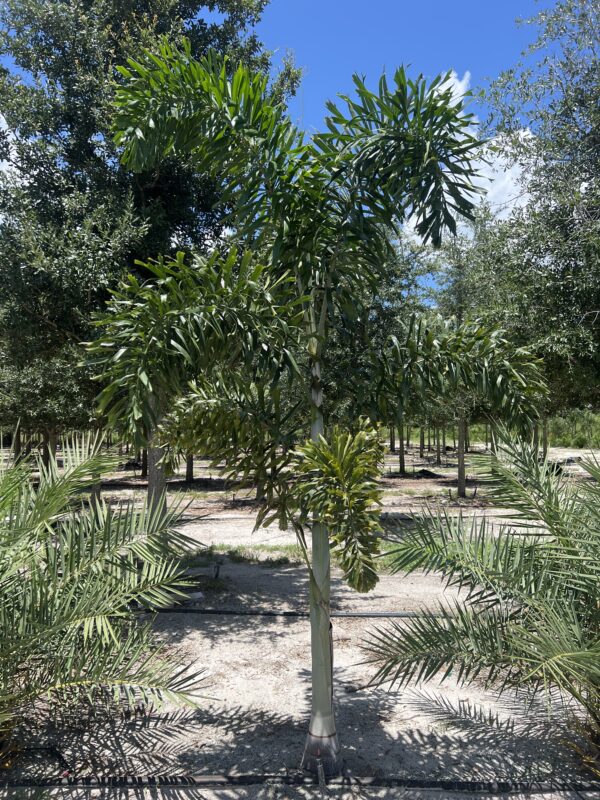 Foxtail Palm Single