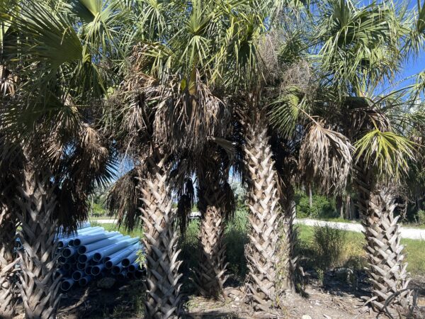 Cabbage Palm