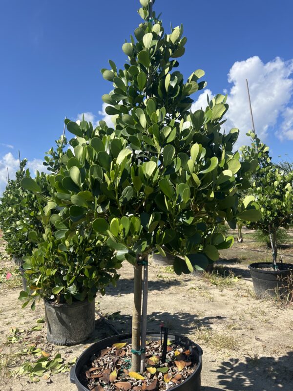 Clusia Tree