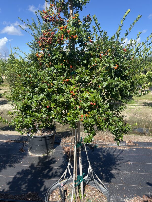Simpson Stopper Tree