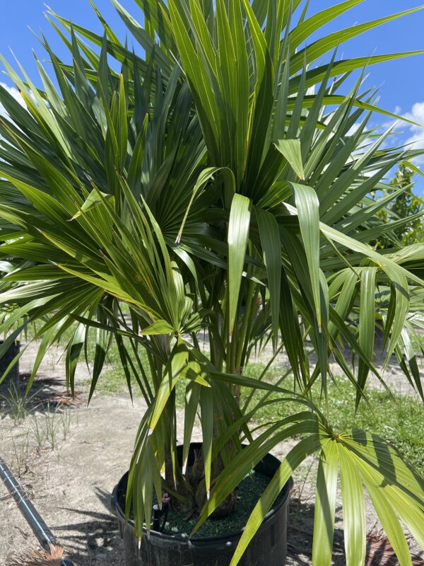 Thatch Palm