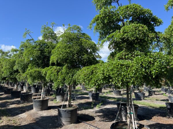 Black Olive Tree