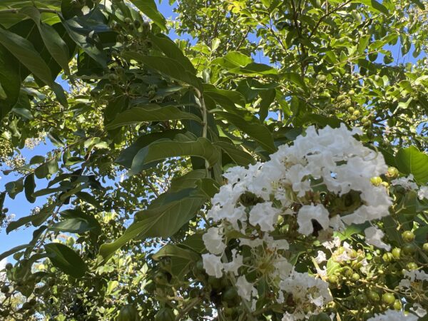 Crape Myrtle White