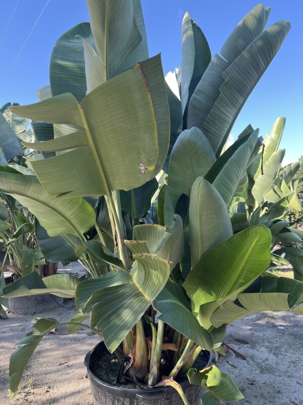Bird of Paradise White