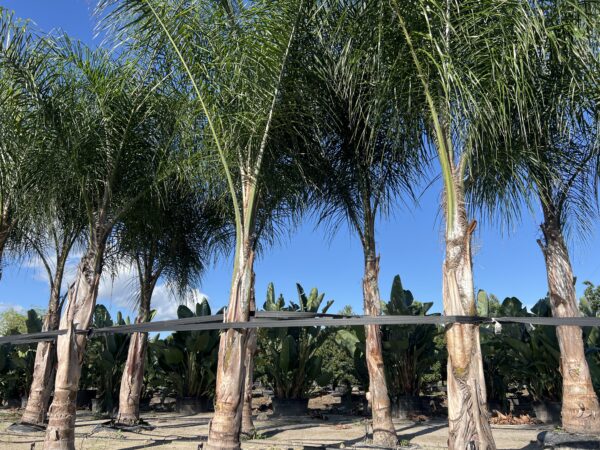 Queen Palms