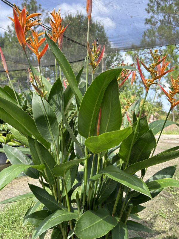 Orange Heliconia - Image 2
