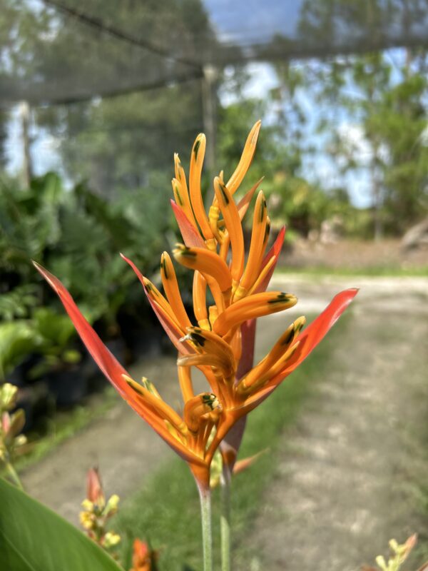 Orange Heliconia - Image 3
