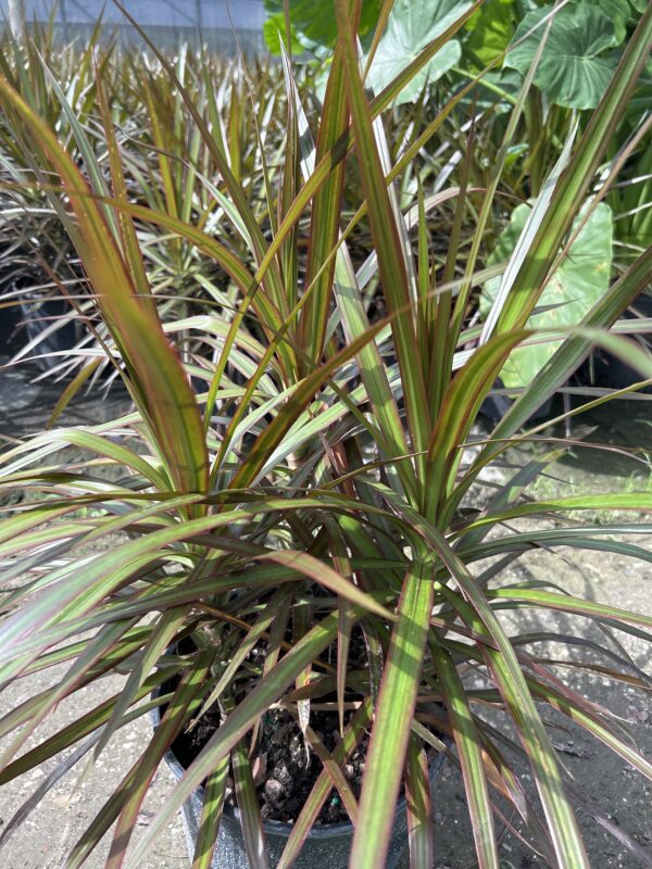 Dracaena Magenta