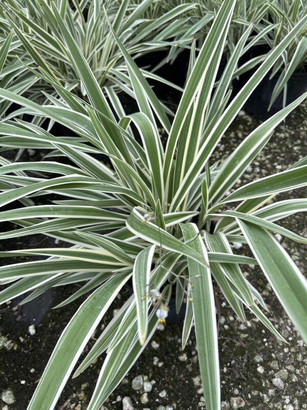 Flax Lily