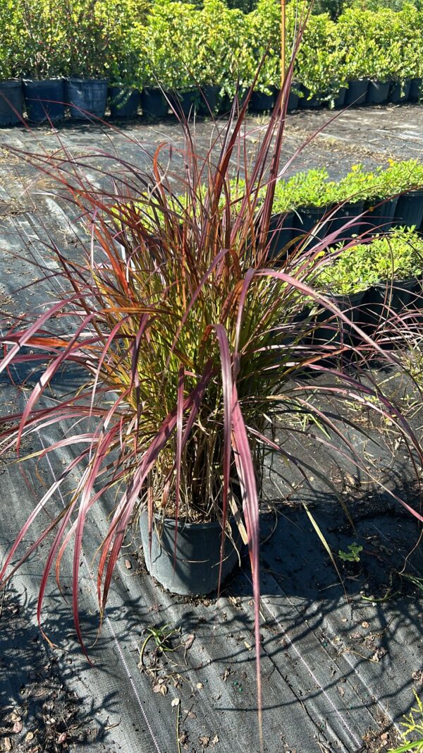 Fountain Grass