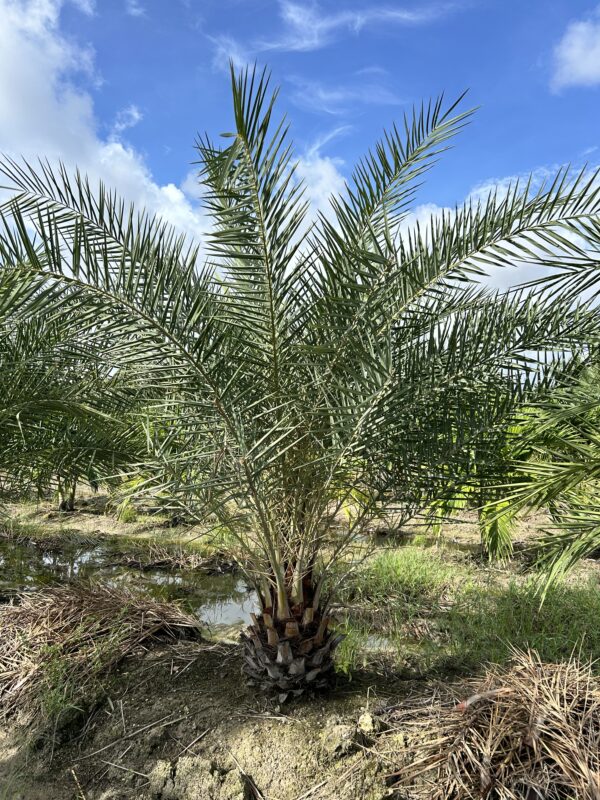Sylvester Palm - Image 4