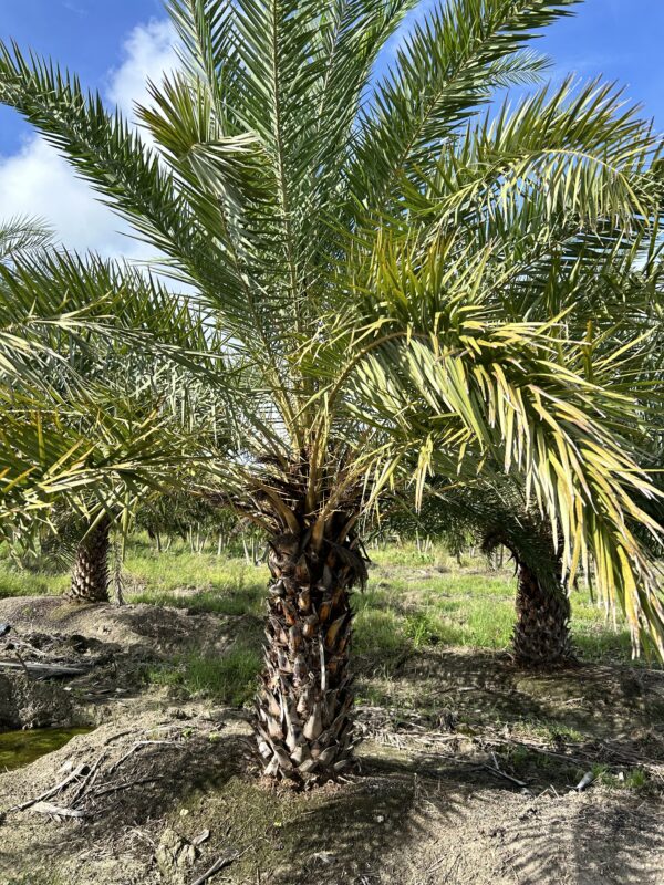 Sylvester Palm