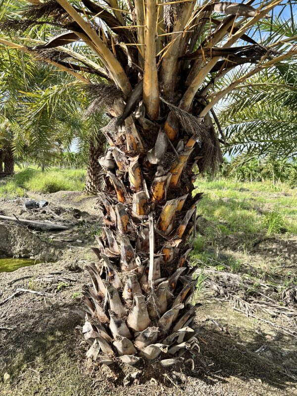 Sylvester Palm - Image 3
