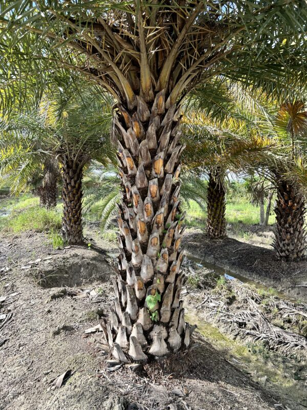Sylvester Palm - Image 6
