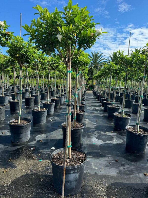 Gardenia Tree Form