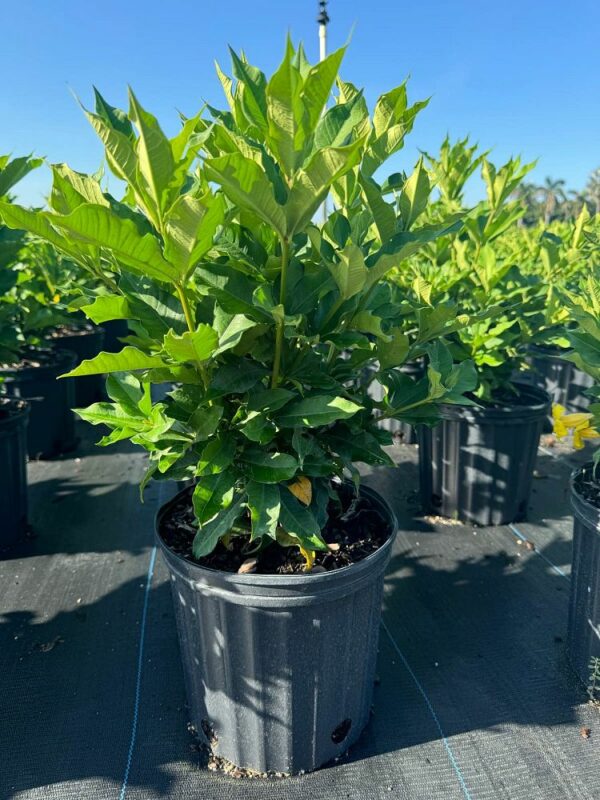 Allamanda Bush
