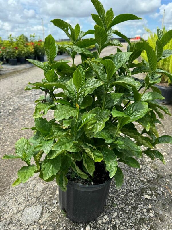 Mexican Honeysuckle