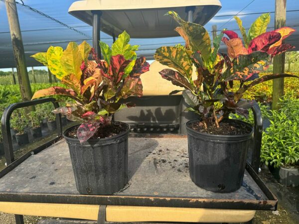Croton Magnificent - Image 2