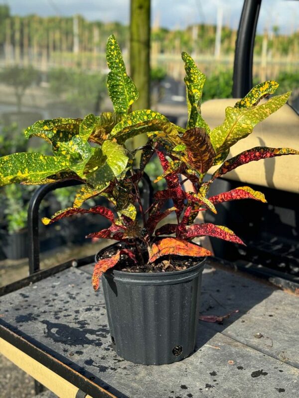 Croton Kristie