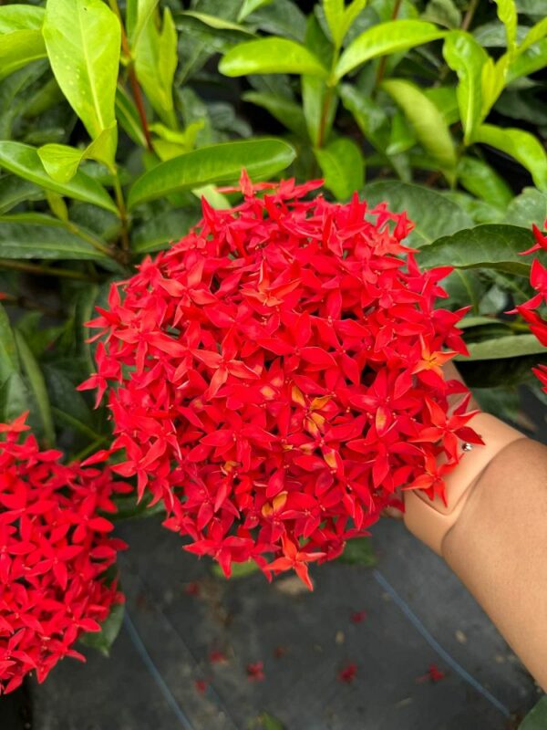 Ixora Super King
