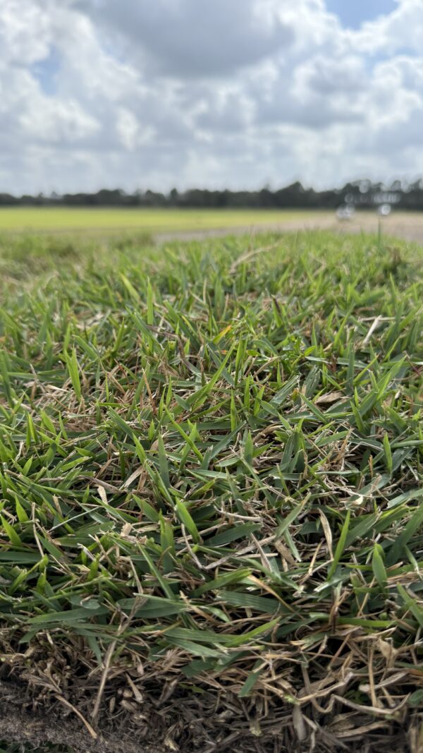 Zoysia
