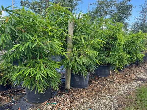 Ventricosa Buddha's Belly Bamboo